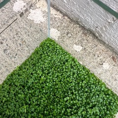 小さい水槽の画像