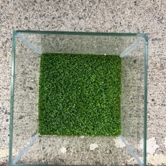 小さい水槽の画像