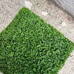 小さい水槽の画像