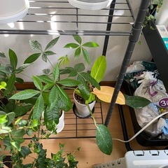 観葉植物の画像