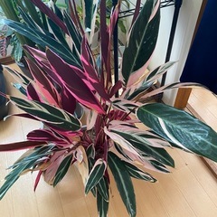 観葉植物の画像