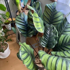 観葉植物の画像