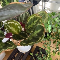 観葉植物の画像
