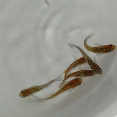 メダカ　　　天界　　７匹セットの画像