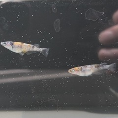 メダカの画像