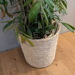 大型ヤシ系 観葉植物 210cm／バスケット付きの画像