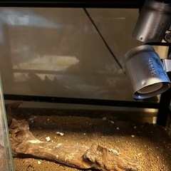 飼育用ケージ 爬虫類(床材サンド＋流木＋紫外線ライト、ホットスポットジョイント付き)【REPTY WILD】の画像
