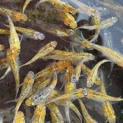 サボラメゴールド1ペア③の画像