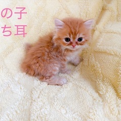夏休みSALE🩷スコ×ミヌ一律10万円🩷小柄🌸残り4匹❕