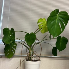 観葉植物　モンステラの画像