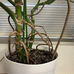観葉植物　モンステラの画像