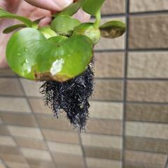 メダカの卵つきホテイソウの画像