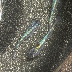 (セール)ネプチューンメダカ　6匹③の画像