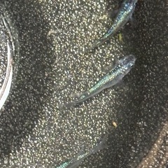 (セール)ネプチューンメダカ　6匹③の画像