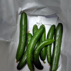 サラダゴーヤ、きゅうり🥒差し上げます。の画像