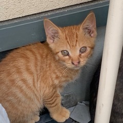 茶トラの仔猫ちゃん