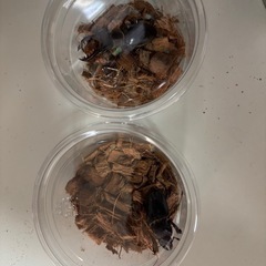 お盆限定価格‼️ミヤマクワガタ♂♀♀ペアの画像