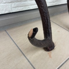 鹿の角☆袋角付き☆超貴重の画像