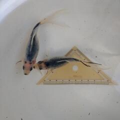 金魚　青錦の画像