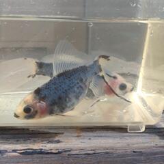 金魚　青錦の画像