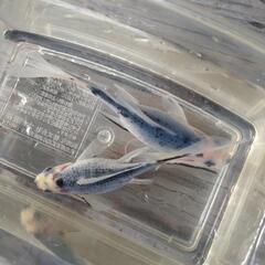 金魚　青錦の画像