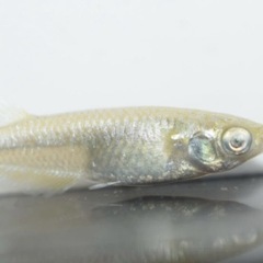 ガブリエル 有精卵20個 メダカ めだかの画像