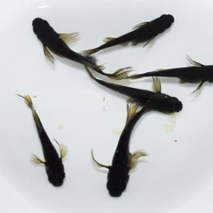 阿形 有精卵20個 メダカ めだかの画像