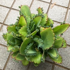 多肉植物・子宝草の画像