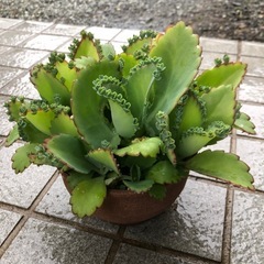 多肉植物・子宝草の画像