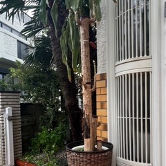 【観葉植物 大型 ドラセナ】 の画像