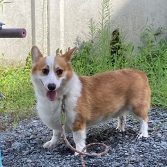 2才3ヶ月のコーギーです