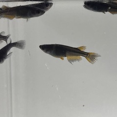 (伊勢宮メダカ) カイジヒレナガスワロー　　バケツ売りの画像