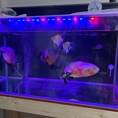 水槽90センチ　水槽台等セット  熱帯魚
の画像