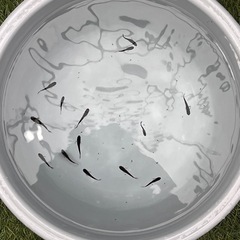 (伊勢宮メダカ) カイジヒレナガスワロー　バケツ売りの画像