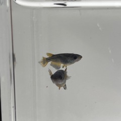 (伊勢宮メダカ) カイジヒレナガスワロー　バケツ売りの画像