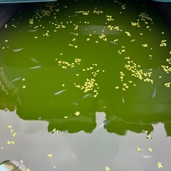 サファイアメダカ 青強
めだか　10匹 の画像
