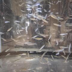 モツゴ（淡水魚)観賞魚等の画像