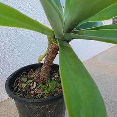 観葉植物　アガベ　アテナータ1の画像