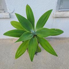 観葉植物　アガベ　アテナータ1の画像