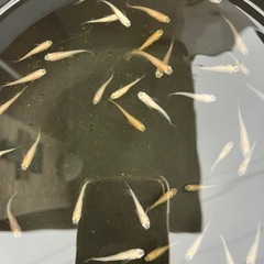 【メダカ】紅ほっぺ② 稚魚5匹 　500円　の画像