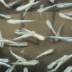 【メダカ】幹之② 幼魚5匹 　500円の画像