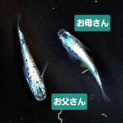 ☆ネプチューンメダカ♂3︎︎ ♀6＋1匹おまけ②の画像
