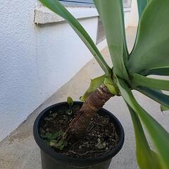 観葉植物　アガベ　アテナータ2の画像