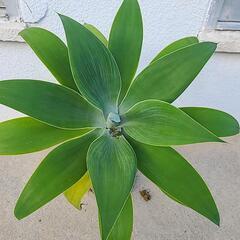 観葉植物　アガベ　アテナータ2の画像
