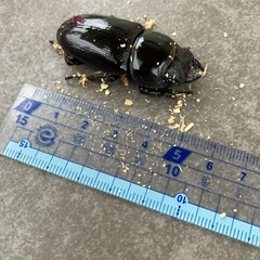 オオクワガタ♀の画像