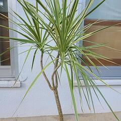 観葉植物　ホワイボリー1の画像