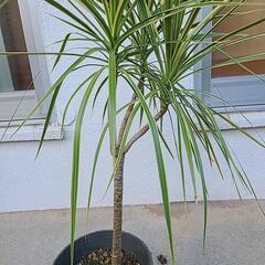 観葉植物　ホワイボリー2の画像