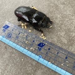 オオクワガタ♀の画像