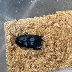 オオクワガタ♀の画像