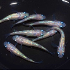 高級メダカ 稚魚ランダム20匹＋aの画像